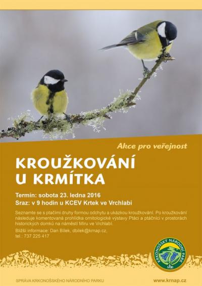 Kroužkování u krmítka 